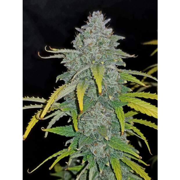 420 Fast Buds Blue Dream Auto 10 Stk feminisiert