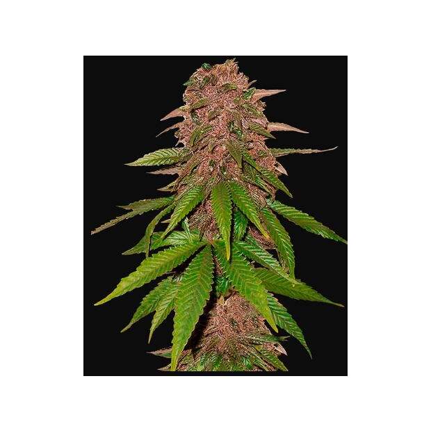 420 Fast Buds C4 Auto 5 Stk feminisiert