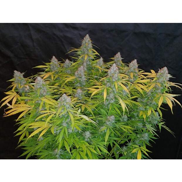 420 Fast Buds Californian Snow Auto 5 Stk feminisiert