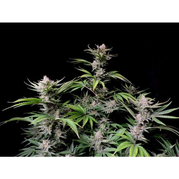 420 Fast Buds Cherry Cola Auto 3 pcs feminised