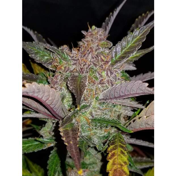 420 Fast Buds Cream Cookies Auto 5 Stk feminisiert