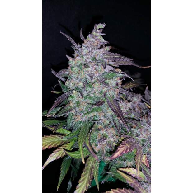 420 Fast Buds Fastberry Auto 3 Stk feminisiert