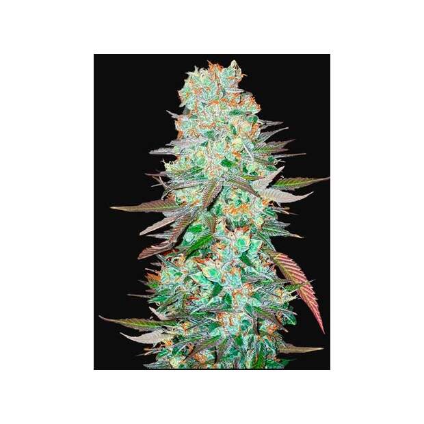 420 Fast Buds G14 Auto 3 pcs feminised