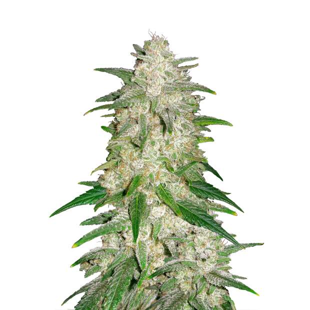 420 Fast Buds Gelato Auto 3 pcs feminised