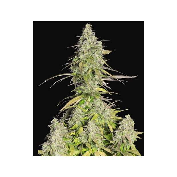 420 Fast Buds Girl Scout Cookies Auto 5 Stk feminisiert
