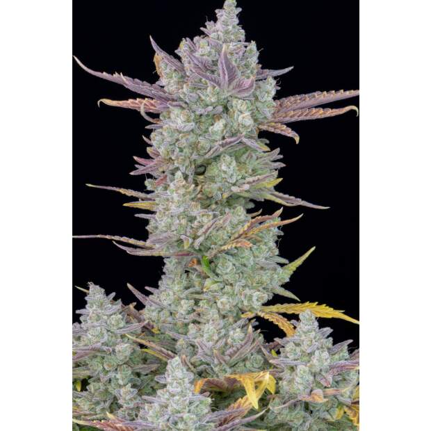 420 Fast Buds Gorilla Cookies Auto 5 pcs feminised