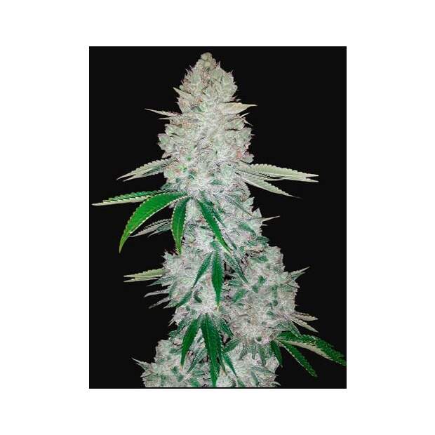 420 Fast Buds Gorilla Glue Auto 5 pcs feminised