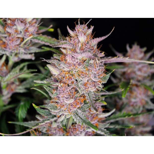 420 Fast Buds Gorilla Punch Auto 3 pcs feminised