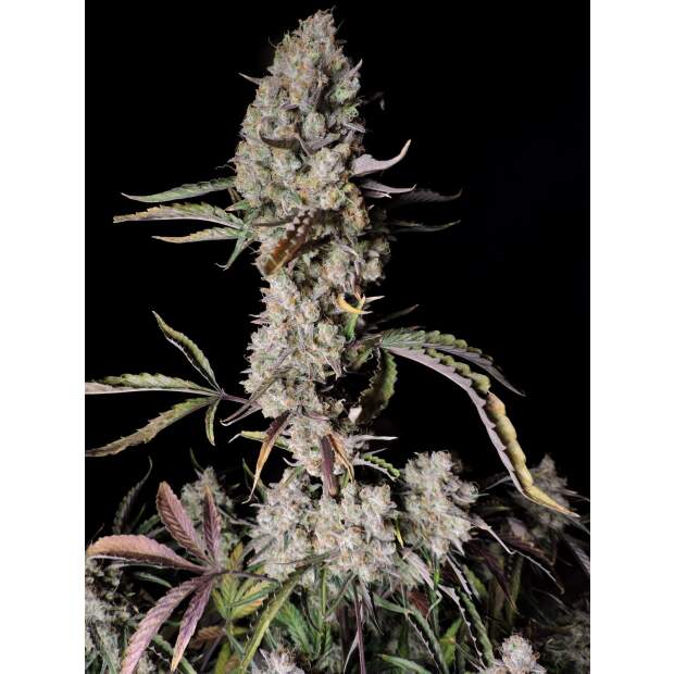 420 Fast Buds Gorilla Zkittlez Auto 5 Stk feminisiert