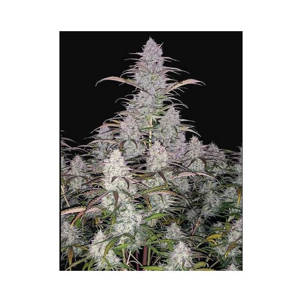 420 Fast Buds Green Crack Auto 3 pcs feminised