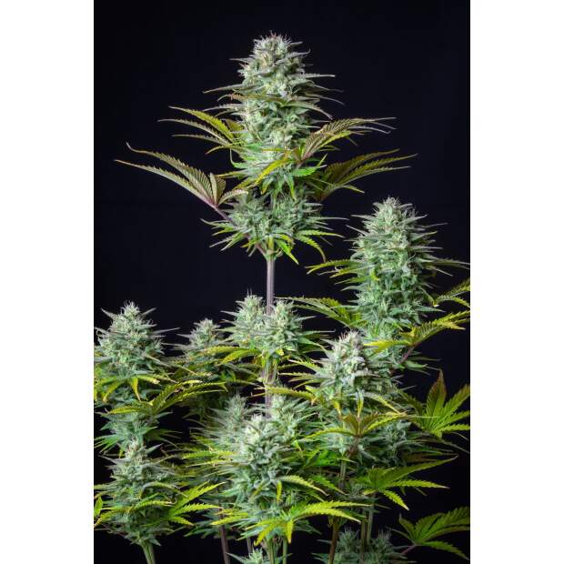 420 Fast Buds Kosher Cake Auto 10 Stk feminisiert