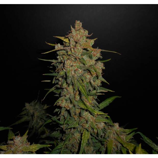 420 Fast Buds Lemon AK Auto 3 Stk feminisiert