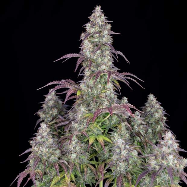 420 Fast Buds Lemon Pie Auto 3 Stk feminisiert