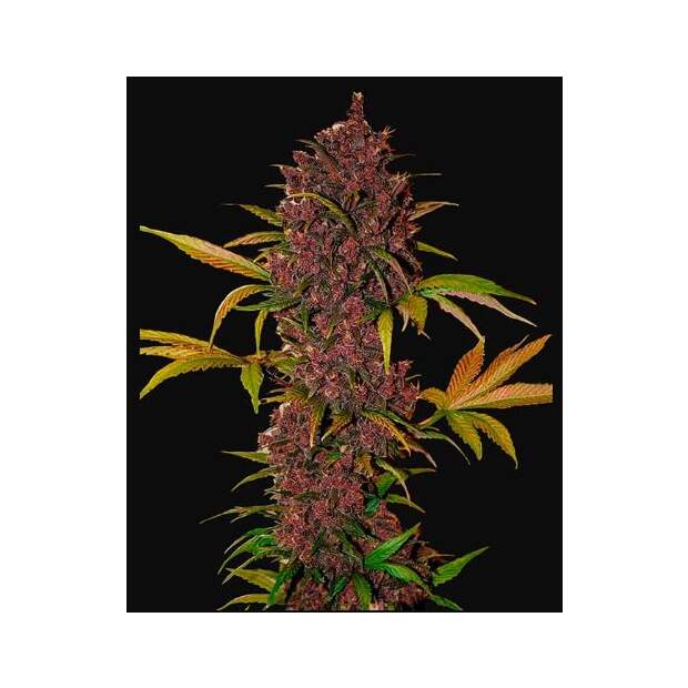 420 Fast Buds Lsd-25 Auto 3 pcs feminised