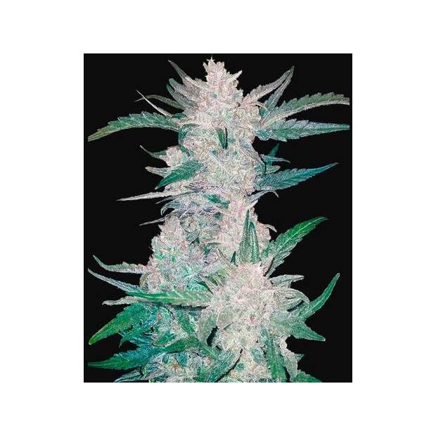 420 Fast Buds Mexican Airlines Auto 5 Stk feminisiert