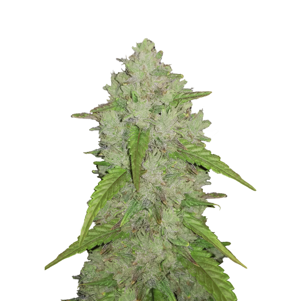 420 Fast Buds Amnesia Haze Auto 3 pcs feminised