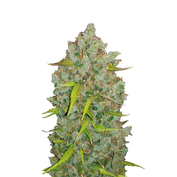 420 Fast Buds Bubblegum Auto 10 Stk feminisiert