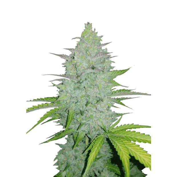 420 Fast Buds Cheese Auto 3 pcs feminised