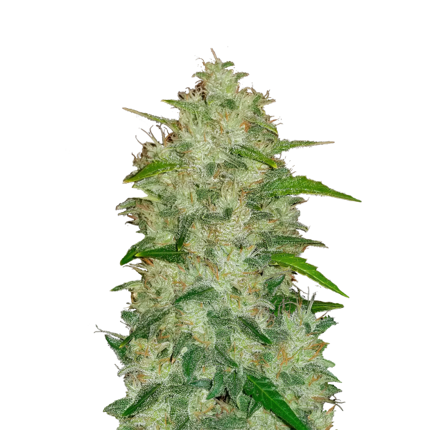 420 Fast Buds Chemdawg Auto 3 Stk feminisiert