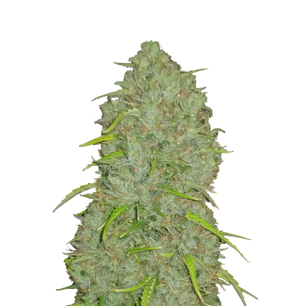 420 Fast Buds Jack Herer Auto 5 Stk feminisiert