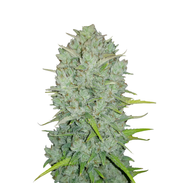 420 Fast Buds Northern Lights Auto 3 pcs feminised