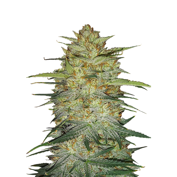 420 Fast Buds OG Kush Auto 3 pcs feminised