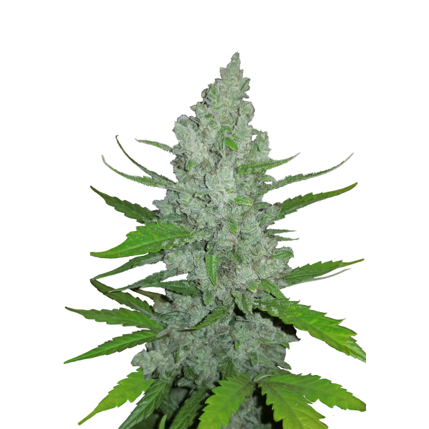 420 Fast Buds Sour Diesel Auto 3 Stk feminisiert