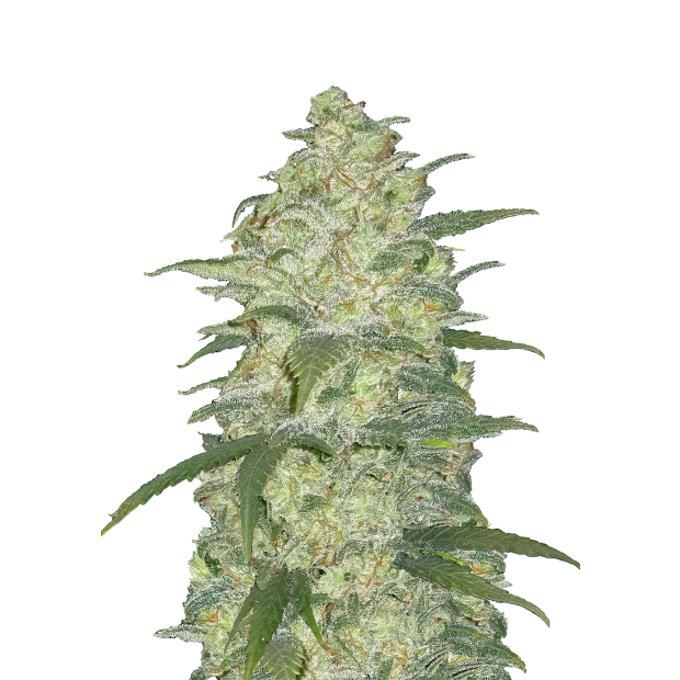 420 Fast Buds White Widow Auto 3 pcs feminised