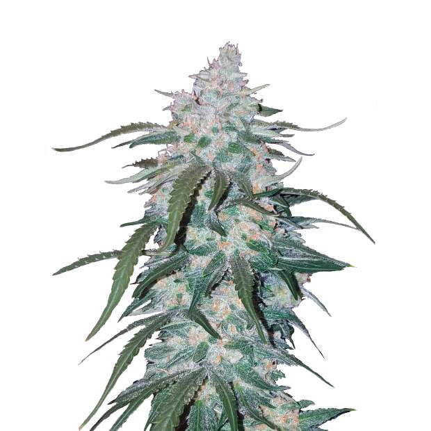 420 Fast Buds Pineapple Express Auto 3 Stk feminisiert