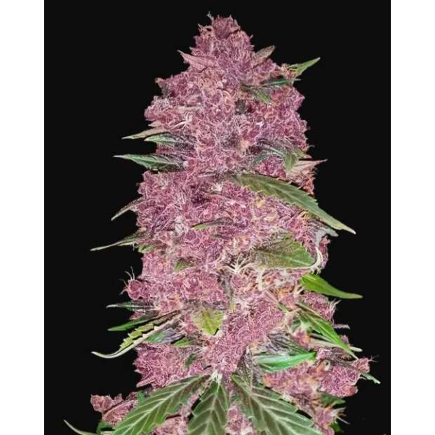 420 Fast Buds Purple Lemonade Auto 3 Stk feminisiert