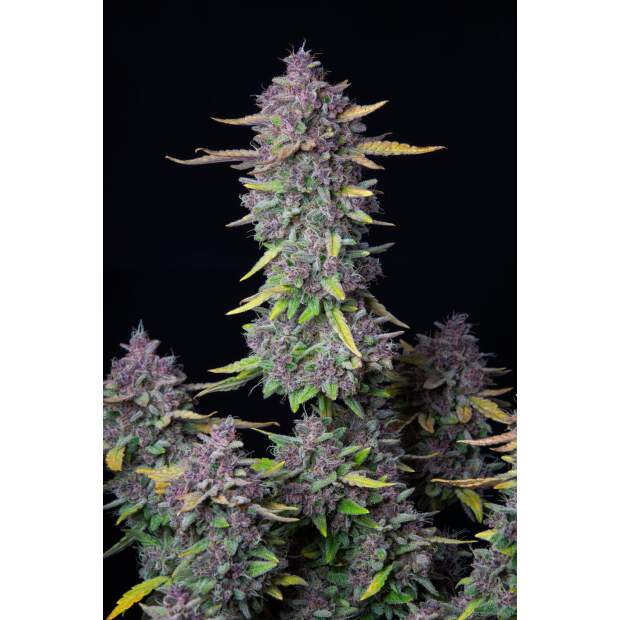 420 Fast Buds Purple Punch Auto 3 pcs feminised