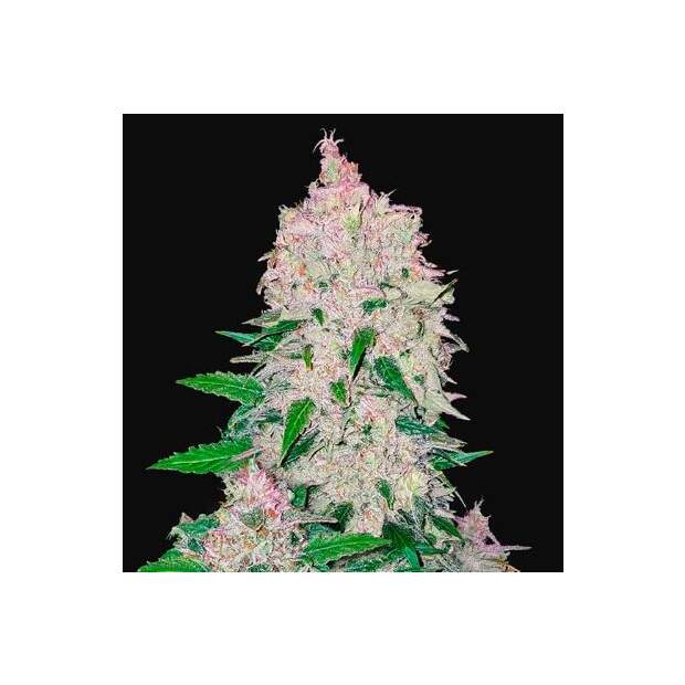 420 Fast Buds Stardawg Auto 3 pcs feminised