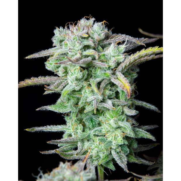 420 Fast Buds Strawberry Banana Auto 3 pcs feminised