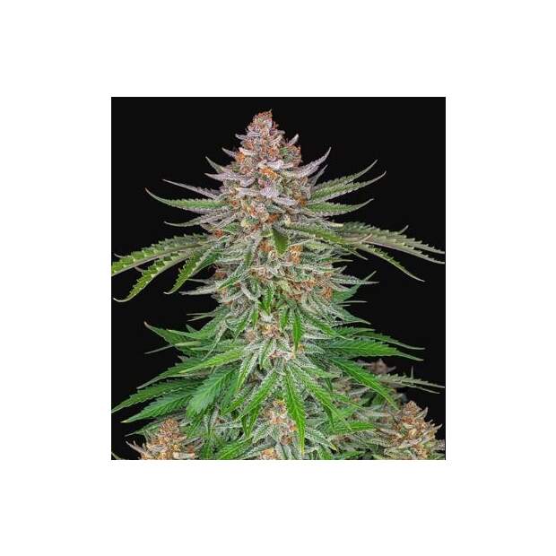 420 Fast Buds Strawberry Pie Auto 3 Stk feminisiert