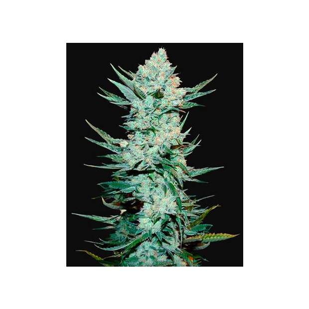 420 Fast Buds Tangie Auto 5 Stk feminisiert