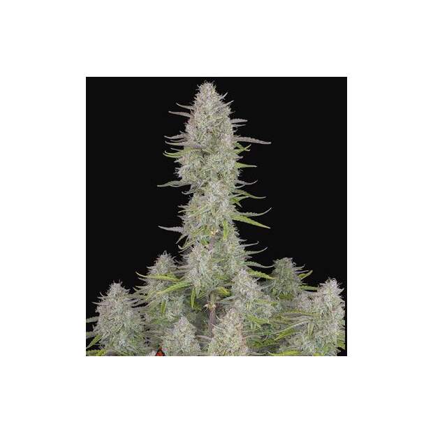 420 Fast Buds Wedding Cheesecake Auto 10 Stk feminisiert