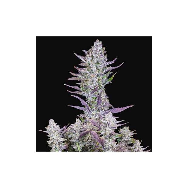 420 Fast Buds Wedding Glue Auto 3 pcs feminised