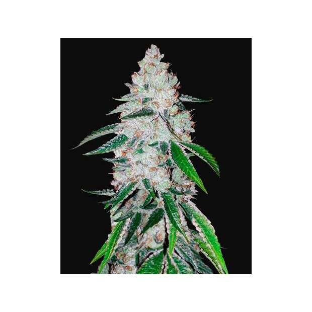 420 Fast Buds West Coast O.G. Auto 10 Stk feminisiert