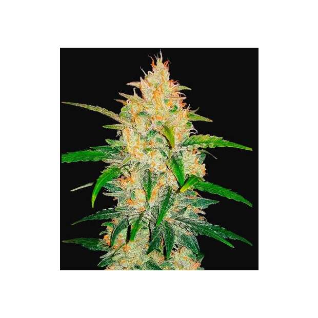 420 Fast Buds Zkittlez Auto 3 Stk feminisiert