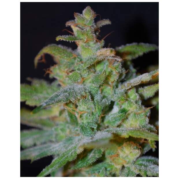 Female Seeds Auto AK 10 Stk feminisiert