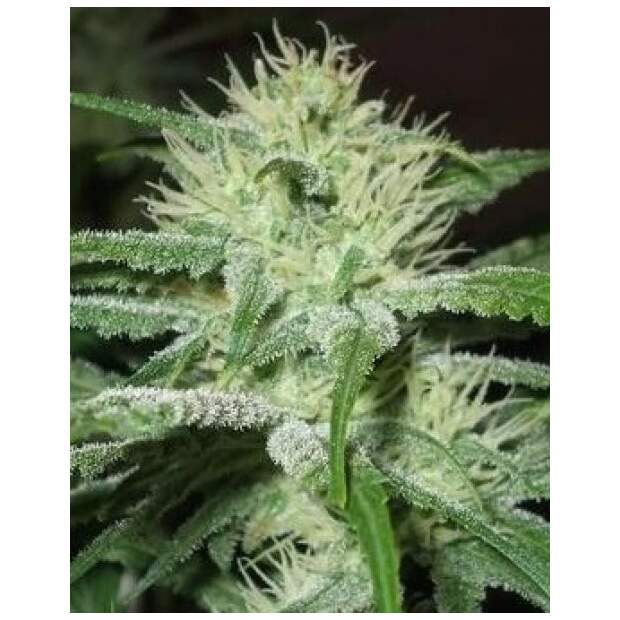 Female Seeds Auto Speed Bud 10 Stk feminisiert