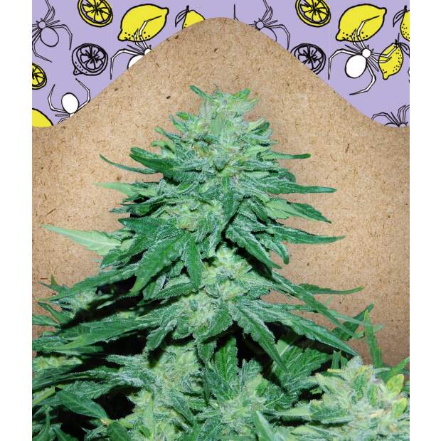 Female Seeds Auto Wwxbb (White Widow X Big Bud) 4 Stk feminisiert