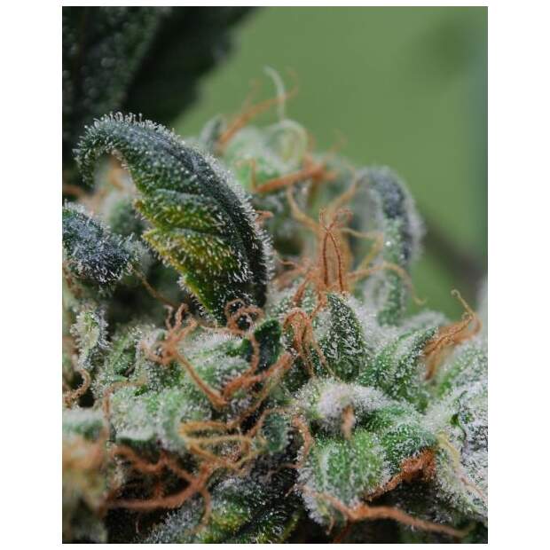 Female Seeds Blueberry Cheesecake 4 pcs feminised