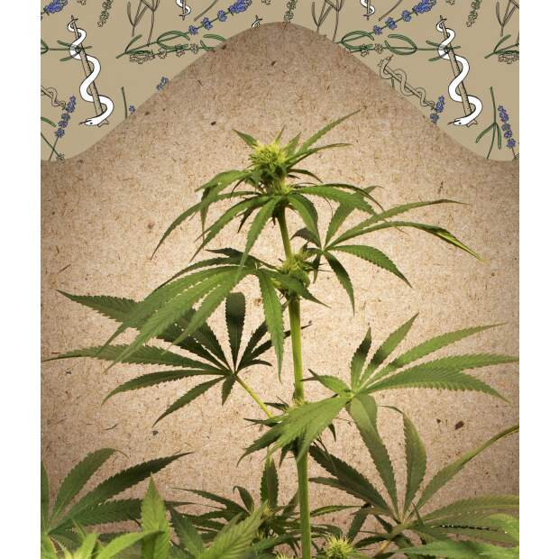 Female Seeds CBD Terra Italia 10 Stk feminisiert