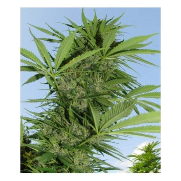 Female Seeds Easy Sativa 4 pcs feminised