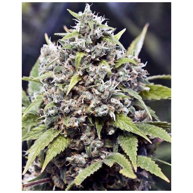 Female Seeds Pure AK 4 pcs feminised