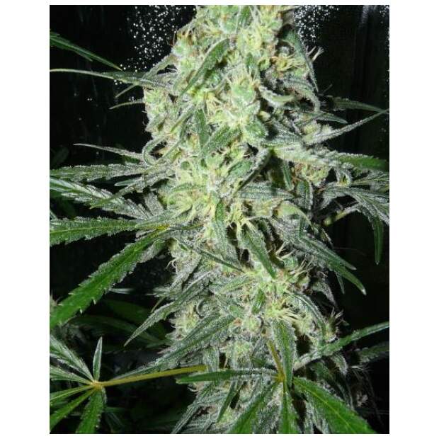 Female Seeds Sexbud 10 Stk feminisiert