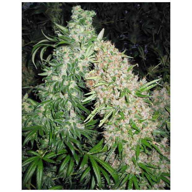 Female Seeds Skunk Special 10 Stk feminisiert