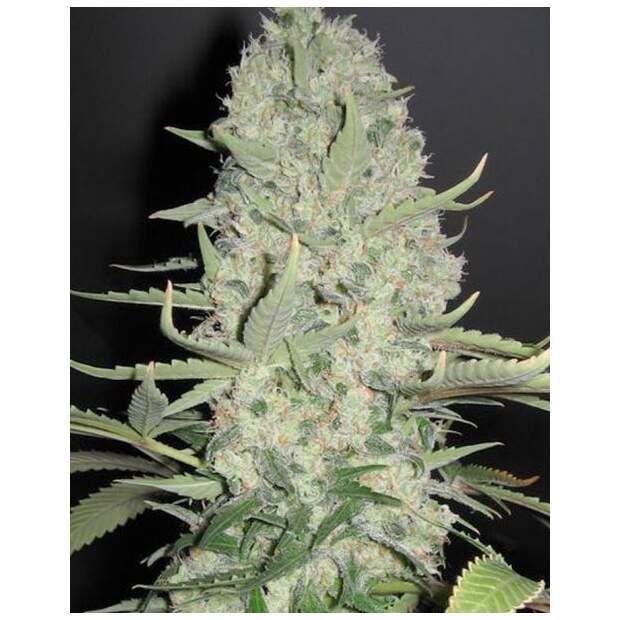 Female Seeds White Widow X Big Bud 10 Stk feminisiert