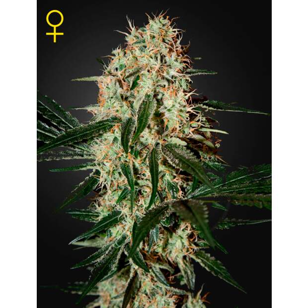 Green House Seeds Arjans Haze #3 3 Stk feminisiert